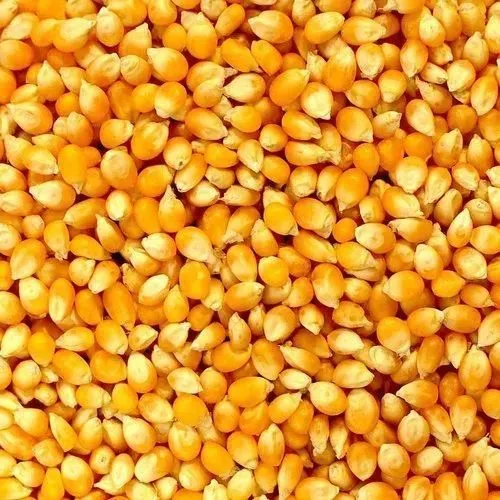 Maize