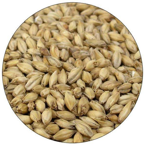 Barley